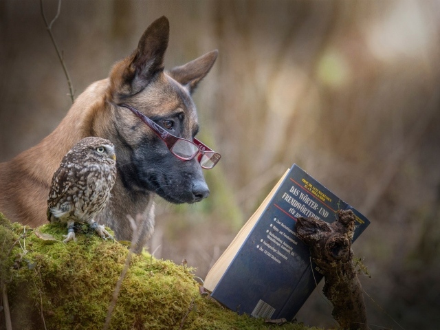 Собака и сова читают книгу