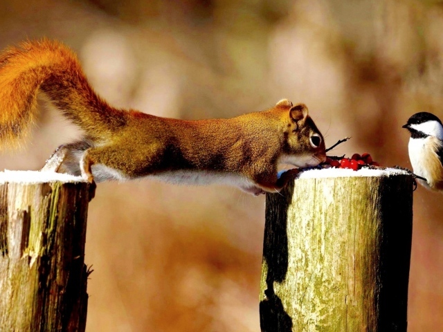 Синица и белка делят ягоды