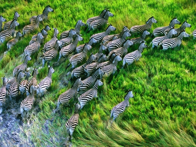 Стадо зебр бежит по траве