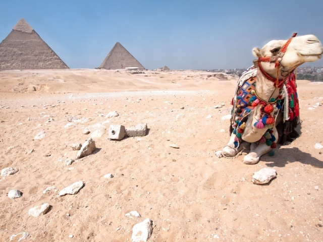 Верблюд отдыхает в Египетской пустыне