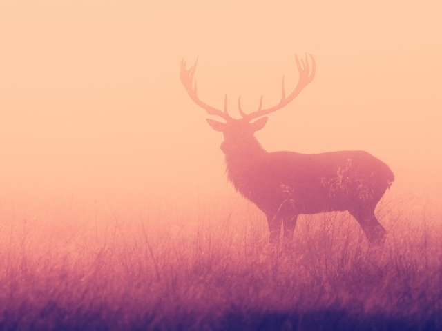 Олень в розовом тумане