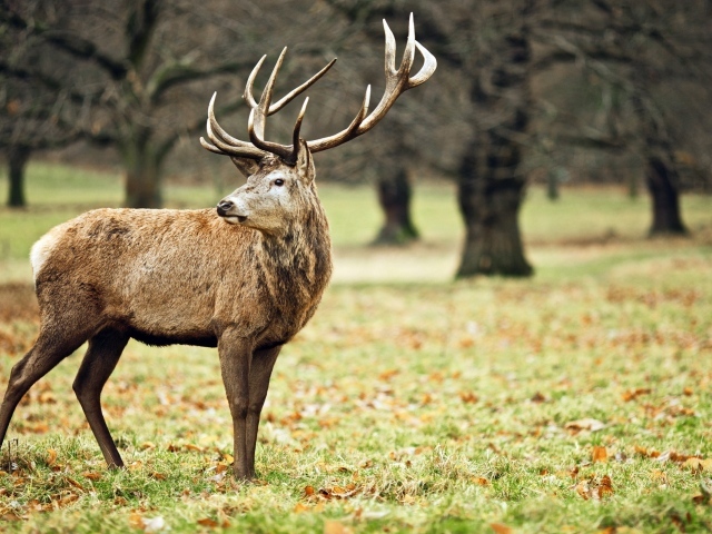 Олень в осеннем лесу