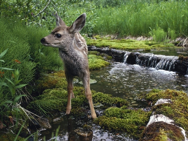 Олененок на водопое