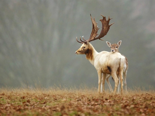 Олененок прячется за мамой