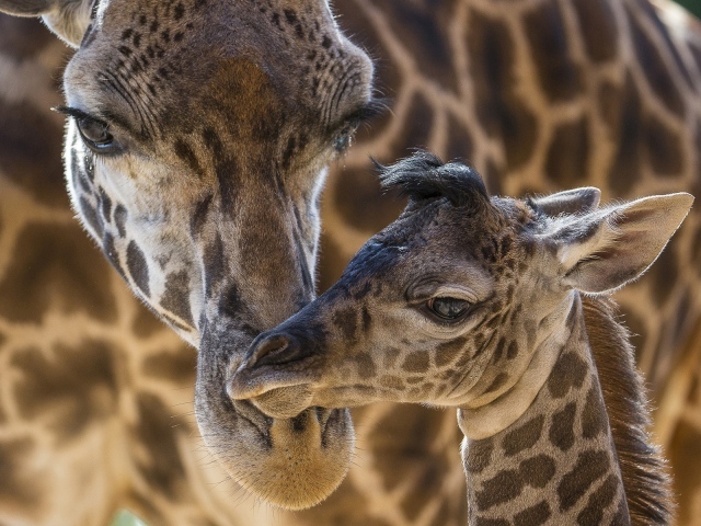 Жираф со своим детенышем
