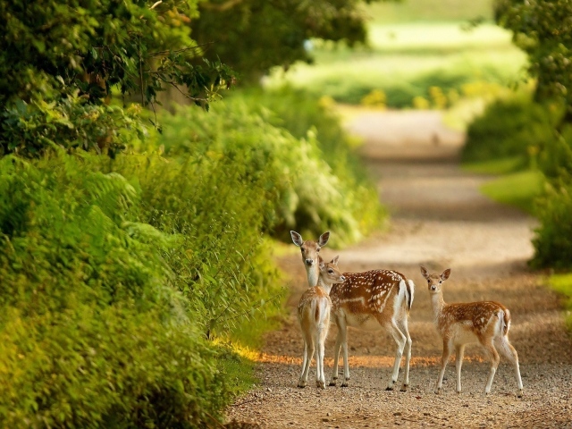 Маленькие олени на тропинке