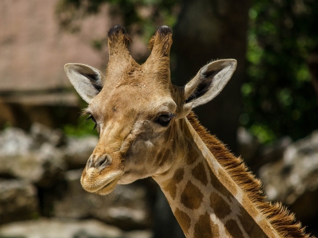 Голова жирафа в зоопарке
