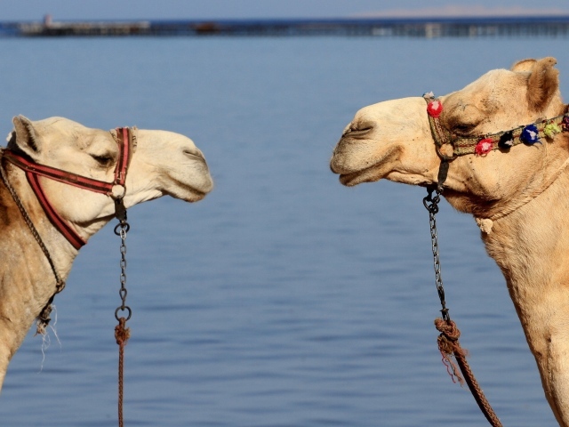 Два верблюда на фоне воды