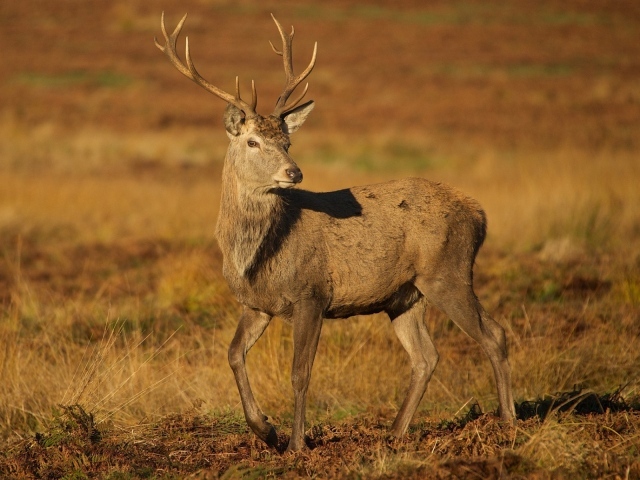 Молодой олень на коричневой земле