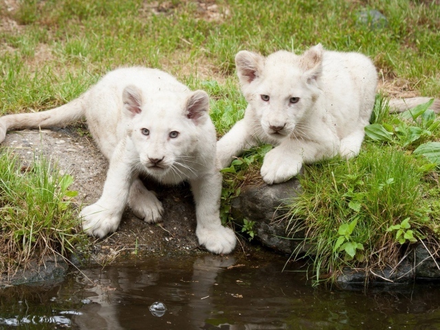 Львята альбиносы на водопое
