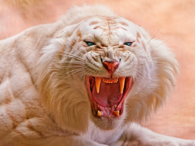 Злой белый тигр