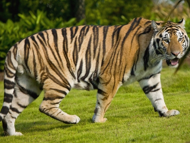 Большой тигр на газоне