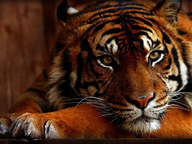 Яркое фото тигра