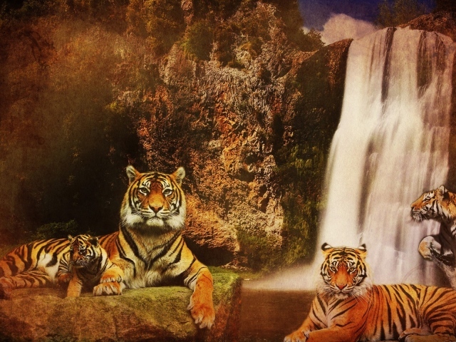 Семья тигров у водопада