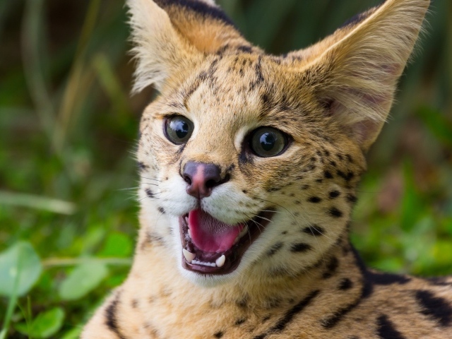 Хищная кошка сервал