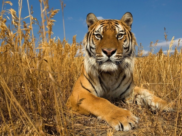 Гордый тигр в сухой траве