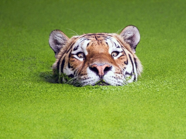 Тигр в воде среди растений