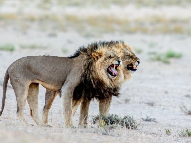 Два старых голодных льва