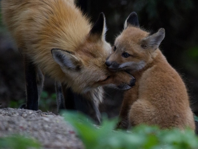 Лиса ухаживает за своим детенышем