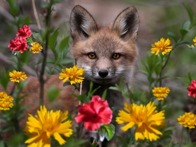 Маленький лисенок в цветнике