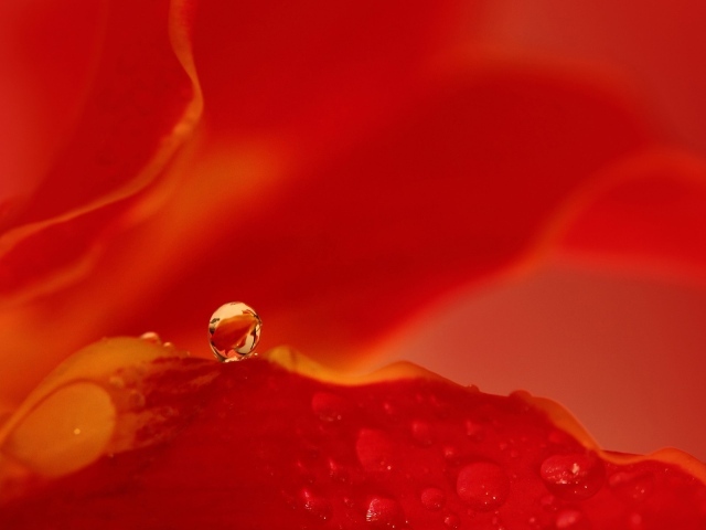 Капля воды на красном фоне