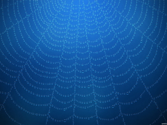 Роса на паутине, голубой фон