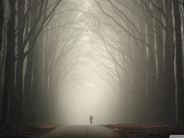 Велосипедист в туманном лесу