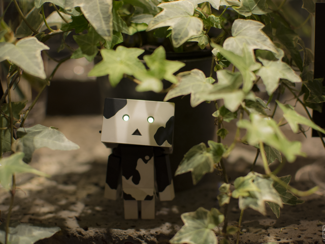 Японский Дандо под листьями