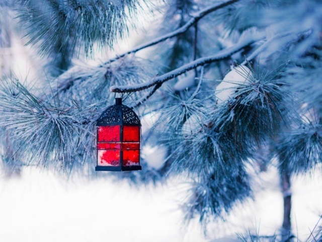 Красный фонарик на еловой ветке