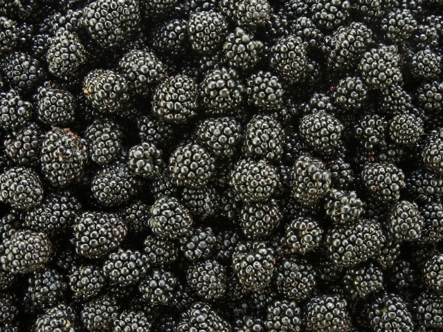Черная ягода ежевика