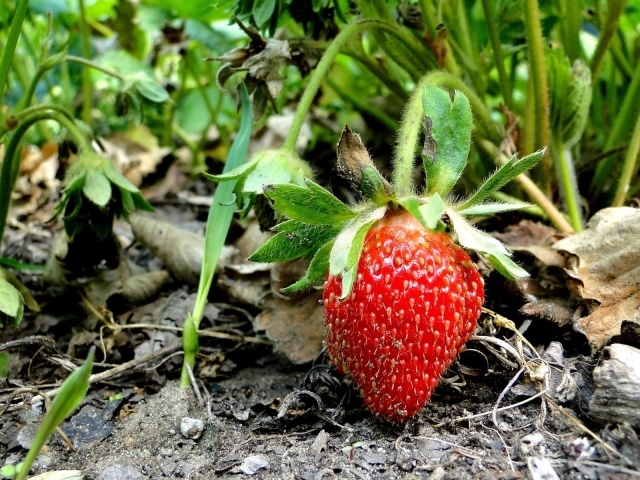 Спелая клубника просится в корзинку