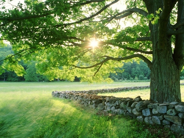 Забор из диких камней по краю участка