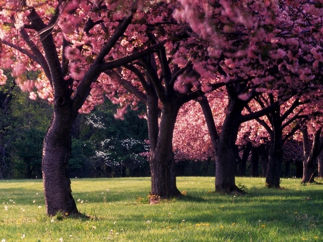 Красивое фото цветущих деревьев весной