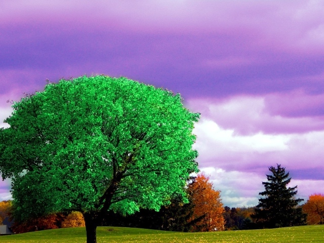 Ярко зеленое дерево на фоне осени