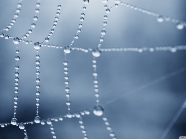 Роса покрыла паутину