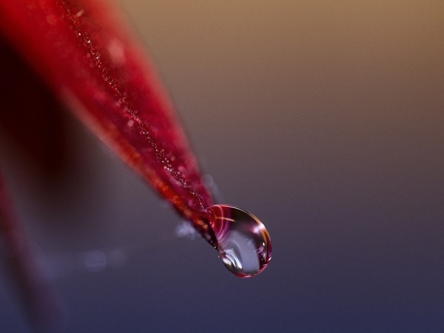 Капля стекает с красного лепестка