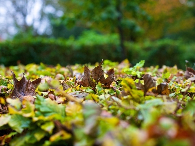 Опавшие листья на траве вблизи