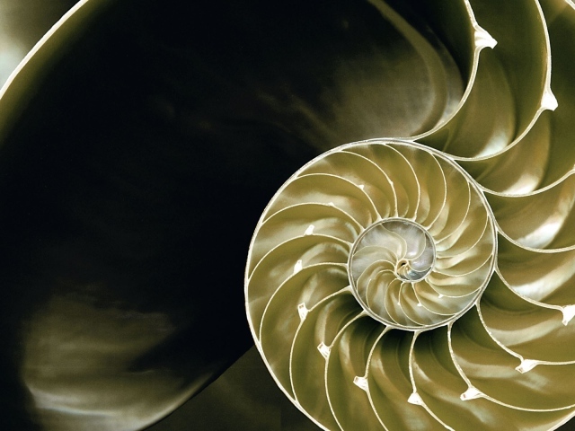 Большая ракушка в разрезе