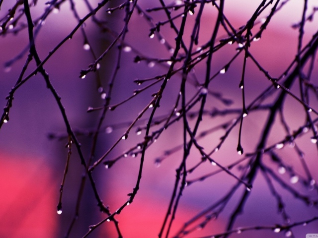 Капли дождя на концах веток дерева