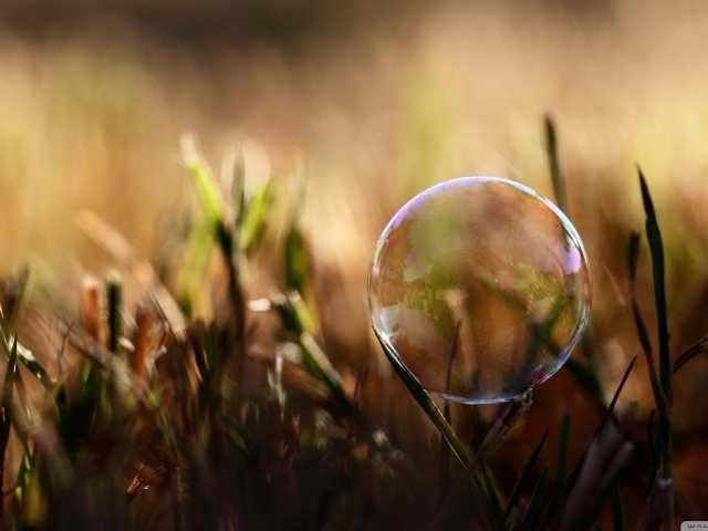 Мыльный пузырь на траве