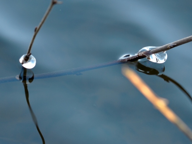 Веточка дерева в воде