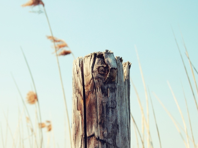 Пенек на фоне неба