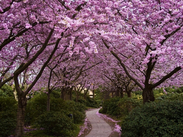 Тропинка в саду с цветущей сакурой