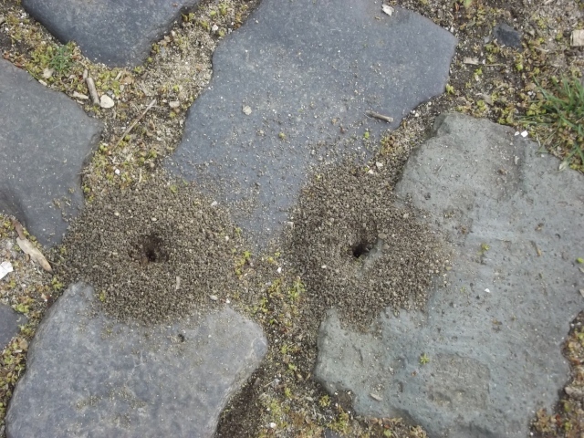 Следы земляных червей среди брусчатки