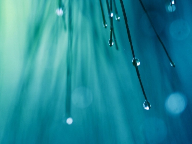 Капли воды на кончиках хвои