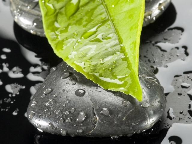 Мокрый лист на мокром черном камне