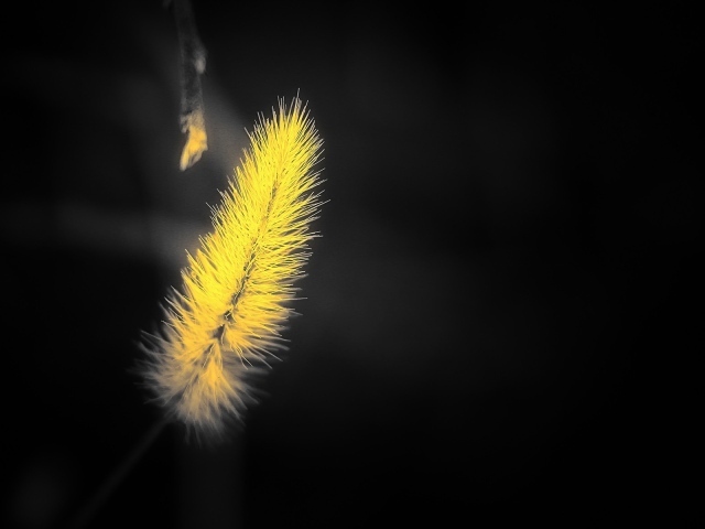 Желтый мохнатый колосок на черном фоне