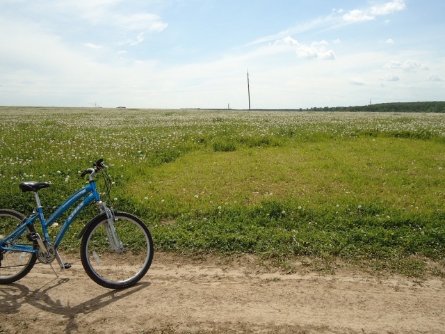 Велосипед на краю цветущего поля