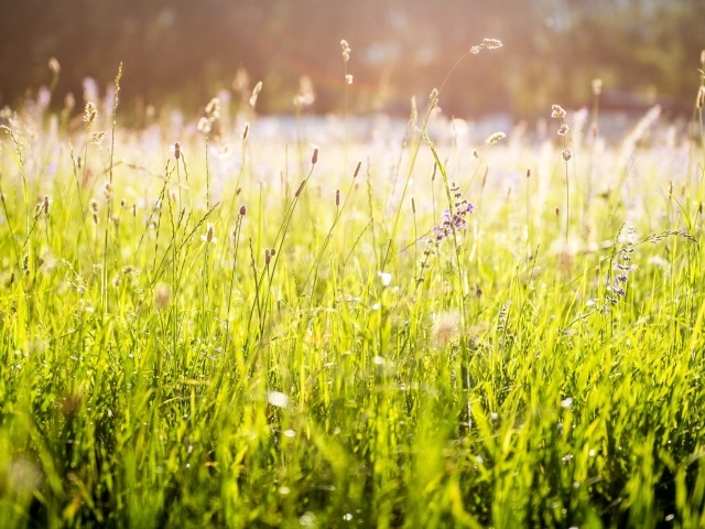 Ярко зеленая трава под солнцем