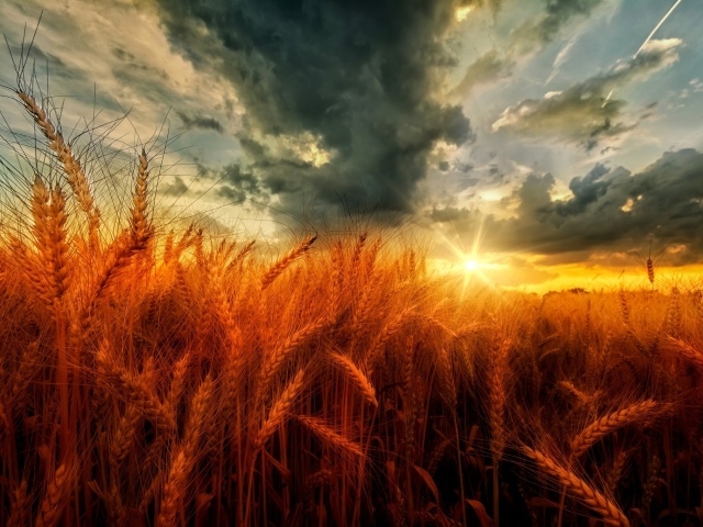 Поле оранжевой пшеницы